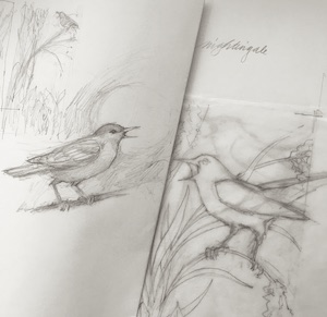 nightingale sketch
