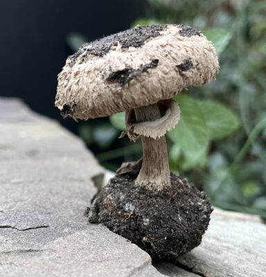 small beige and brown shaggy parasol mushroom