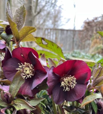 Low growing hellebore blooms, reddish purple with yellow stamens, in an early spring garden.
Lenten Rose, Helleborus orientalis